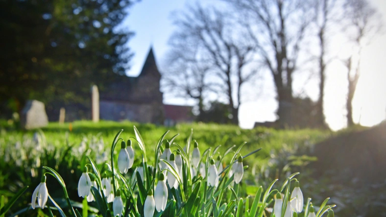 Direct burial. An image of winter snowdrops blooming in a churchyard